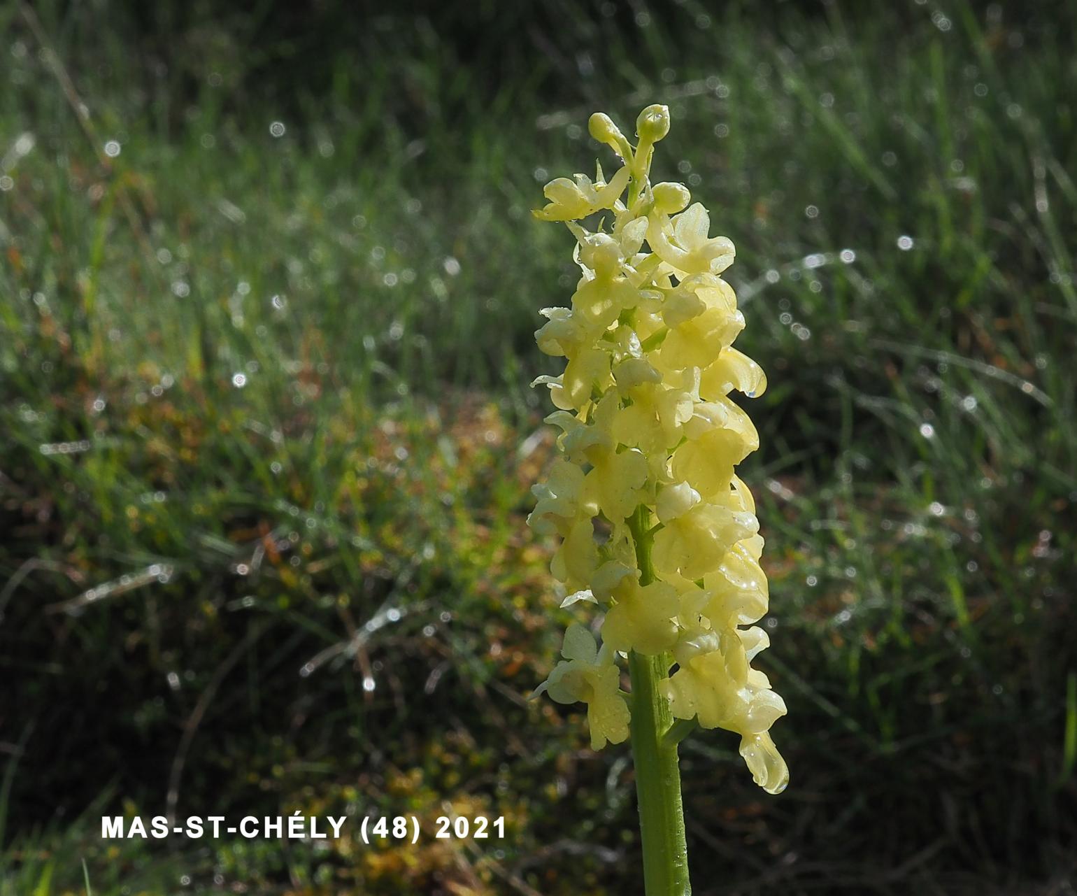 Orchid, Pale-flowered
